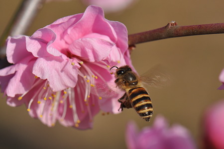 ミツバチ科　ニホンミツバチ