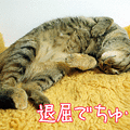 091122-【猫アニメ】かくれんぼにゃのににゃ…