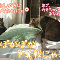 091223-【猫アニメ】横取りされたにゃ！