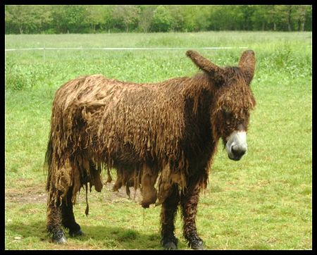 Baudet_du_Poitou_1