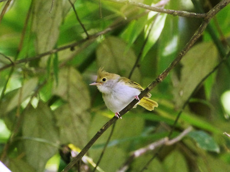 アオチメドリ(White-bellied Yuhina) P1190858_R