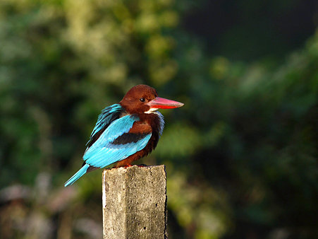 アオショウビン(White-throated Kingfisher) P1070692_R