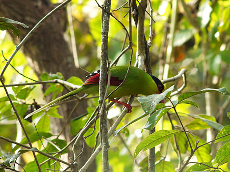 ヘキサン(Green Magpie) P1070852_R
