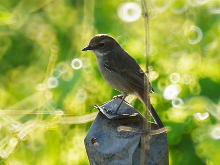 ヤマザキヒタキ(Grey Bushchat) P1060775_R