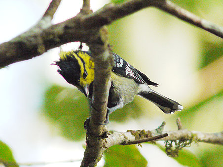 セボシカンムリガラ(Yellow-cheeked Tit) P1090501_R