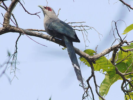オニクロバンケンモドキ(Green-billed Malkoha) P1140572_R