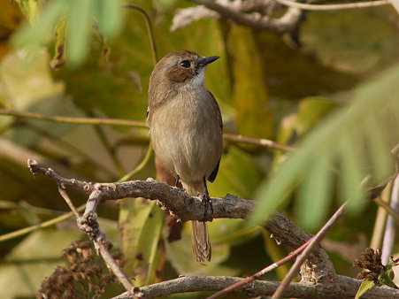 ヤマザキヒタキ(Grey Bushchat) P1140973_R