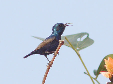 ムラサキタイヨウチョウ(Purple Sunbird) P1140788_R2