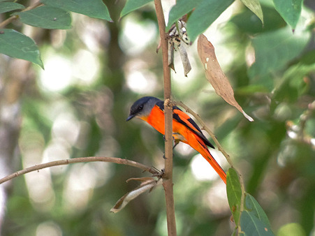 ベニサンショウクイ(Grey-chinned Minivet) IMGP3221_R