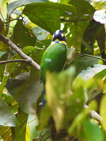オナガヒロハシ(Long-tailed Broadbill) P1070156_R