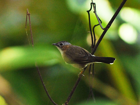 クリミミチメドリ(Striated Yuhina) DSC_6719_R