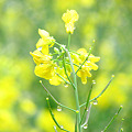 菜の花