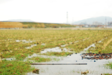 Rice fields after the rains.