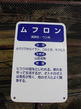 <b>大牟田市動物園</b>のムフロン - て～げ～、て～げ～ なんくるなるさ <b>...</b>