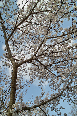 Cherry_blossom04162011dp2-1