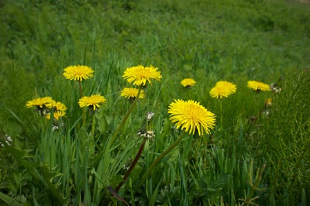 Dandelion04252011nex5-02