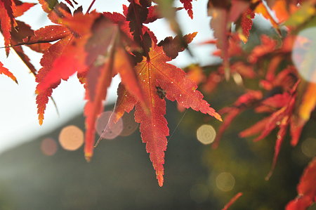 紅葉