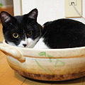 Photos: 猫鍋