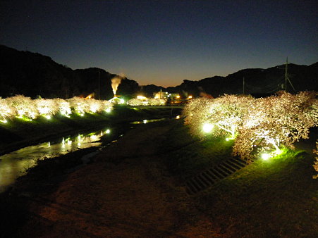 下賀茂温泉の夜桜
