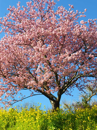菜の花と川津桜