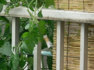 ガーゼと絆創膏ってどうよ?