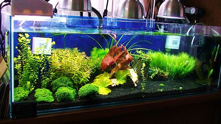 プレミアムモス水槽