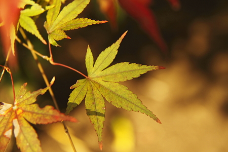 円覚寺の紅葉(5)