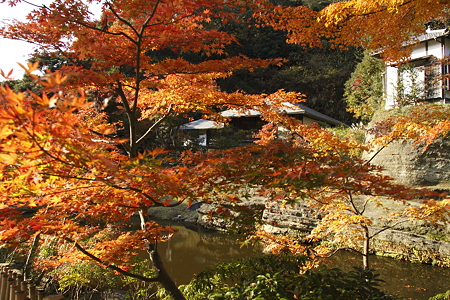 紅葉越しの妙香池