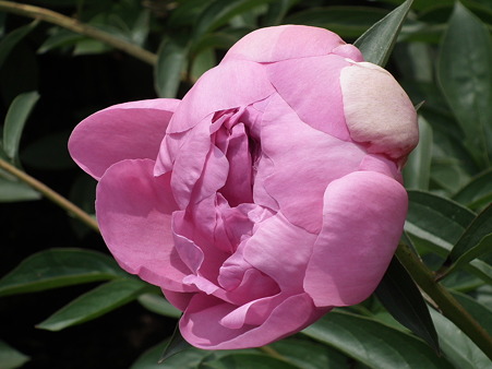 DSCF0008