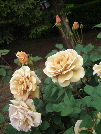 DSCF0238
