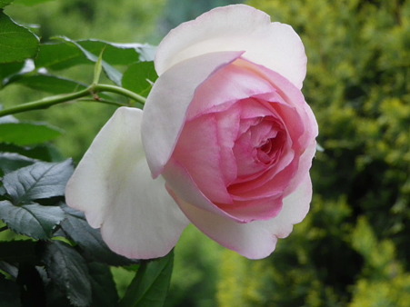 IMGP0006