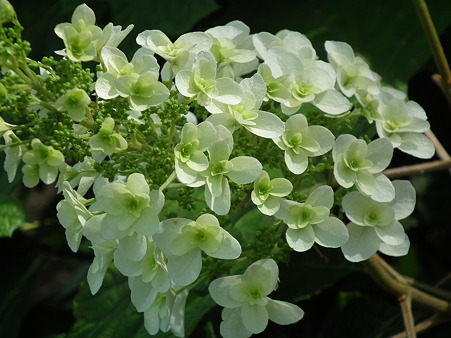 DSCF0766
