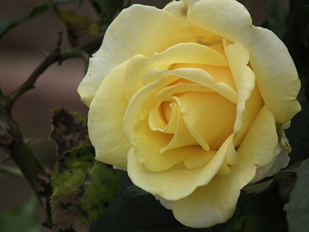 DSCF0085