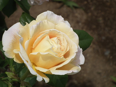 DSCF0071
