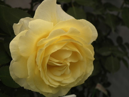 DSCF1177