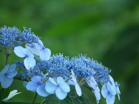 DSCF0501