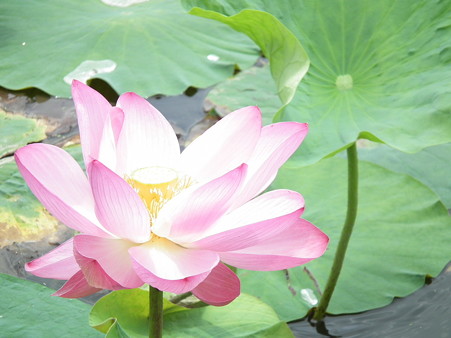 DSCF0260