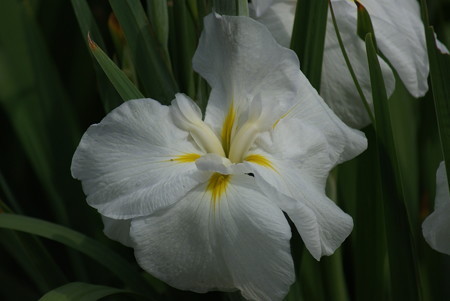 花菖蒲 涼夕