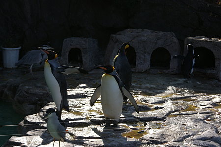 オウサマペンギン