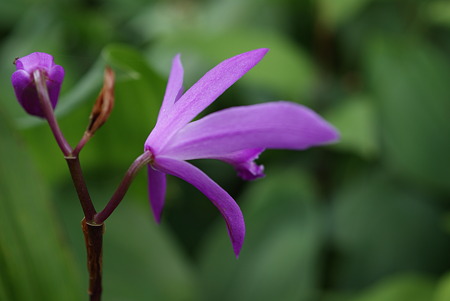 紫蘭（シラン）