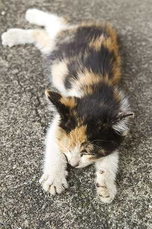 neko080920078