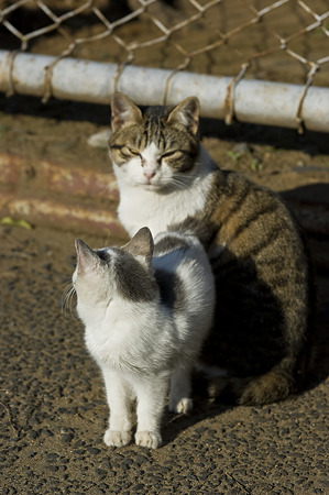 neko091229059