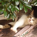 屋根の上…2014.6.29?