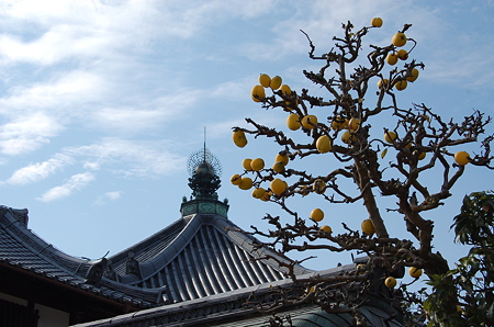 興福寺 南円堂屋根と花梨