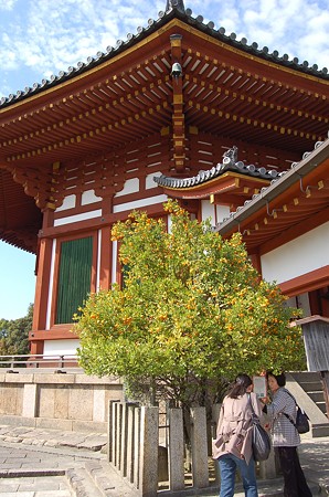 興福寺南円堂 右近の橘