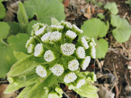 蕗の薹2010年03月08日_P3080079