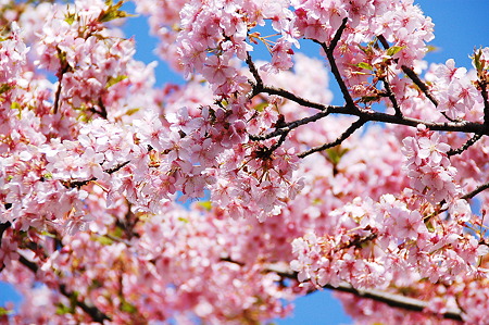 桜 満開2010年03月14日_DSC_0399
