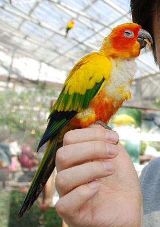 コガネメキシコインコ