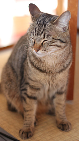 くしゃ