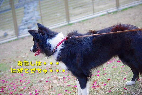s-myu2009_1227_5 s-myu2009_1227_5